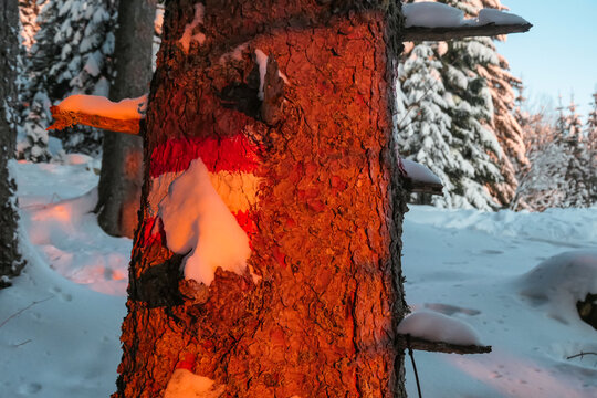 Sunrise over snowy mountain landscape of Kor Alps, Carinthia Styria, Austria. Snow covered alpine pine trees in soft red orange light. Tranquil serene atmosphere in winter wonderland, Austrian Alps