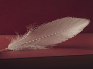The feather of a swan lying on a red book.