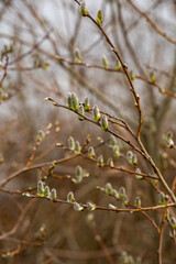 Close up of willow tree in spring in April in Latvia