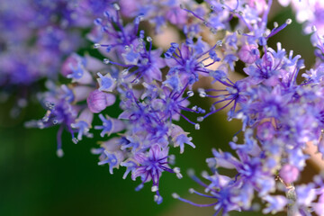 紫の紫陽花の花のクローズアップ