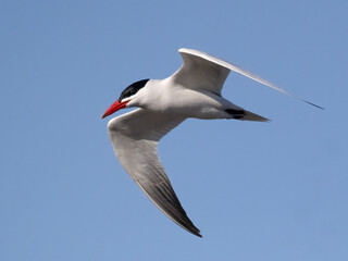 Caspian Tern