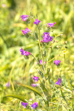 Viborera "Echium vulgare"