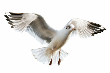 seagull isolated on white