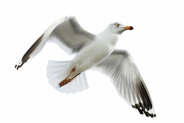seagull in flight isolated