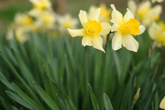 Two daffodils bloomed. On a green background. Selective focus.