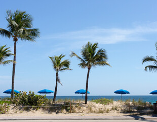 Fototapeta premium palm trees blowing in the wind on a southern beach with beach grass in the sand