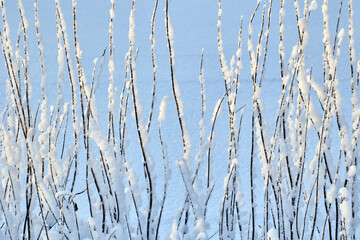 Wet snow on black vertical branches of roadside vegetation, graphically plant texture. 