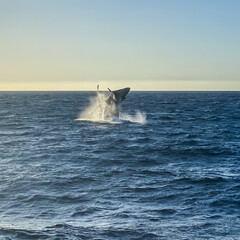 Fototapeta premium Humpback Whales Breaching in Cabo San Lucas