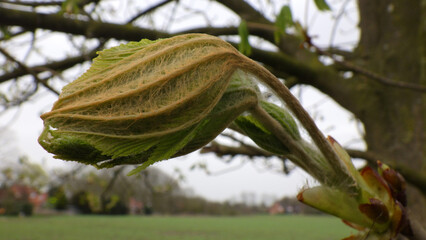 The leaves of this huge chestnut tree are unfolding. The new leaves consist of fragile tissue