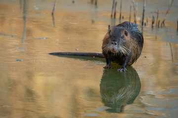 Nutria (Myocastor coypus) spiegelt sich im gefrorenen Teich, Nahaufnahme zeigt Details des Kopfes