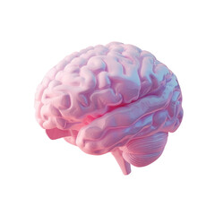 Close-up of pink brain model on Transparent Background