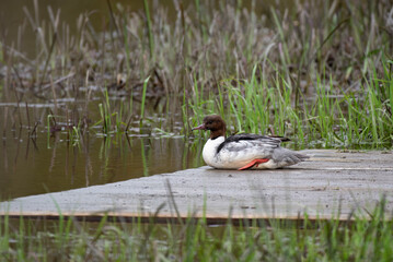 Nurogęś3 © Wojciech