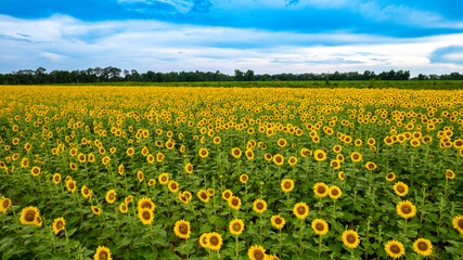 Cordele GA Sunflowers