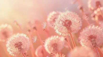 Foto op Plexiglas Close de uma flor de dente-de-leão em tons suaves de pêssego pastel © Raul
