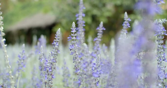 Purple flowers.Insect gathering pollen from flower.