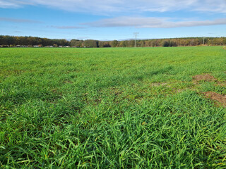 Fototapeta premium Feld mit Wintersaat