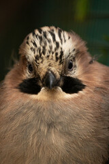 Obraz premium Birds of Eurasia. Mockingjay. close up