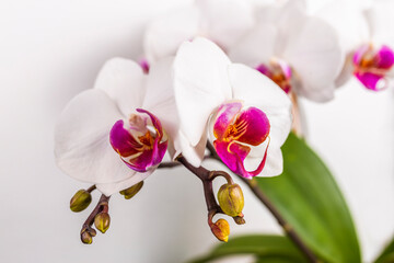 Close up of magenta and white orchid or orchis flower. Flowers from latin family Orchidaceae. Macro...