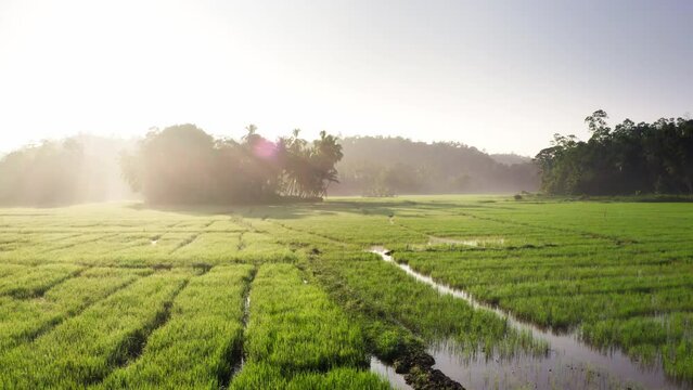 Early morning slow flying drone over the wet green rice fields farm with herons and white storks 4K video in Sri Lanka, Galle District, South Asia.