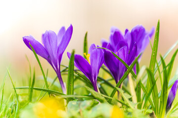 Spring crocus flowers. Purple crocus flowers