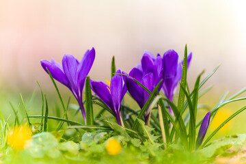 Spring crocus flowers. Purple crocus flowers