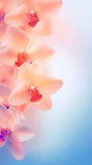 Peach Cobalt Orchid gradient background barely noticeable thin grainy noise texture, minimalistic design pattern backdrop 
