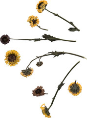 Cut out mini pressed daises