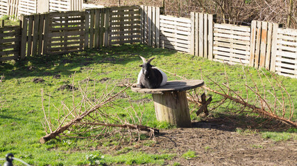 black gray goat with horns sits in free cage on table and sunbathes a bit