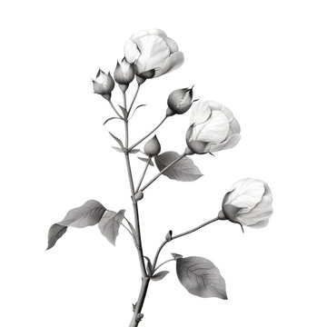 A budding rose in a black and white photo