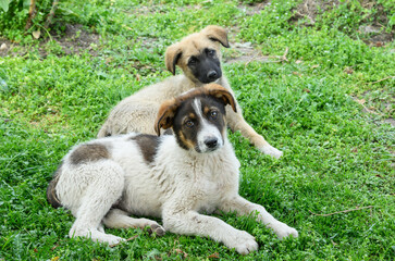 Two abandoned puppies - who just want an adoptive family