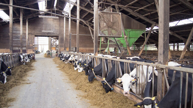 A group of cows in a cowshed eating hay or fodder on a dairy farm Healthy cows