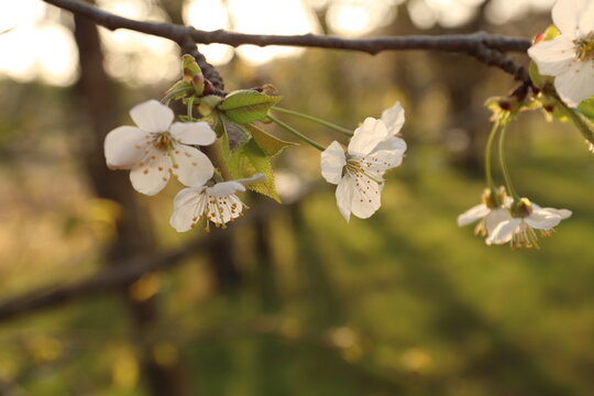 fiori di ciliegio al tramonto in primavera
