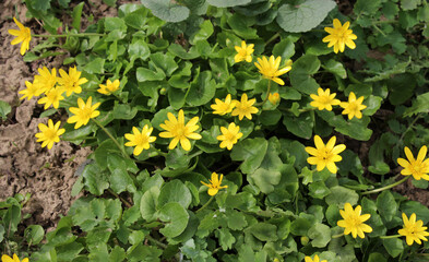 Ranunculus ficaria blooms in the wild