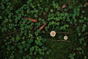 Waldboden mit Klee, Zapfen und Pilze