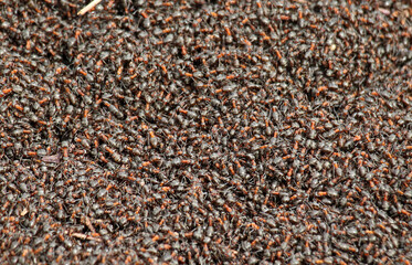 Forest ants in an anthill