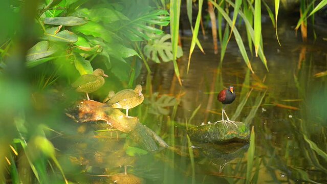 wattled jacana (Jacana jacana)