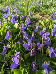 Downy violet (Viola hirta). General view of Bush. 