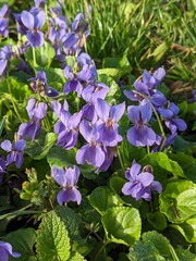 Downy violet (Viola hirta). General view of Bush. 