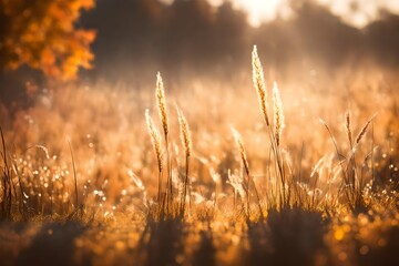 Background, header or banner - grass in the autumn morning light- bokeh, much copyspace