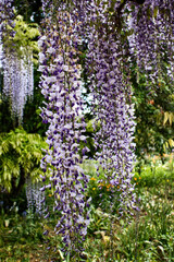 Obraz premium Purple and white wisteria hanging down in the Hermannshof Gardens in Weinheim, Germany on a sunny spring day.