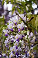 Purple and white wisteria in the Hermannshof Gardens in Weinheim, Germany on a spring day.