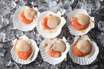 Fresh raw scallops with shells on ice cubes, flat lay