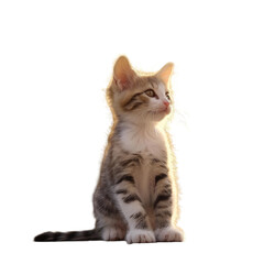 Obraz premium A cat sitting on a transparent looking up