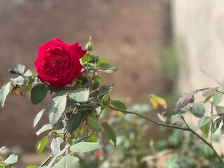 red rose on a wooden background