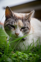 Fototapeta premium Detalhe de cabeça de gata de cor branca com olhar serio. 