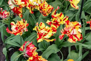 Bouquet of flowers. Keukenhof Park in the Netherlands.