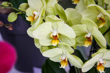 Blooming rare orchid growing in the greenhouse of the Dutch Keukenhof park