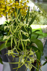 Blooming rare orchid growing in the greenhouse of the Dutch Keukenhof park