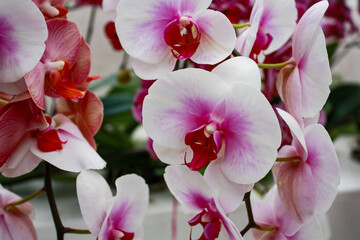 Naklejka na ściany i meble Blooming rare orchid growing in the greenhouse of the Dutch Keukenhof park