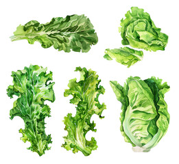 A set of watercolor illustrations of lettuce on a transparent background. Leaves, bunches, and heads of lettuce in watercolor technique. Fresh green salad leaves